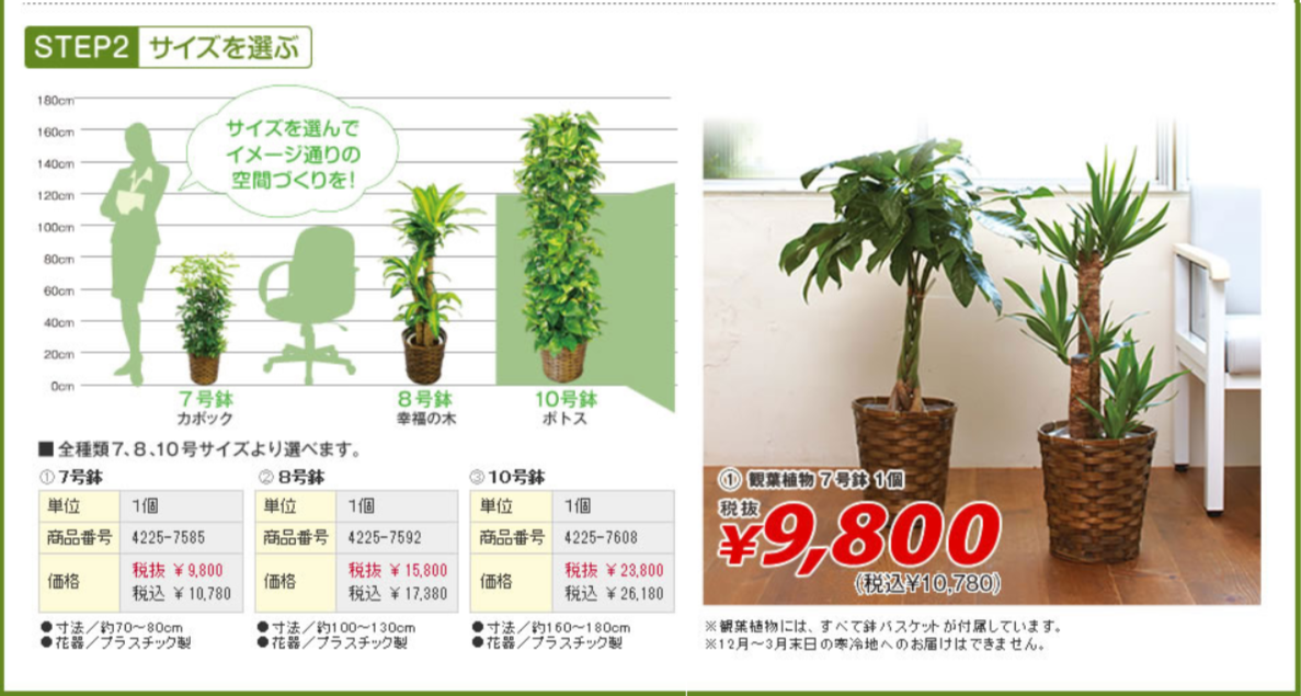 生花＆グリーンギフト（胡蝶蘭・観葉植物）｜カウネット